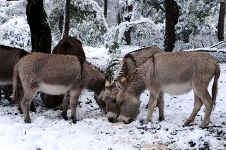 MANIFESTAZIONE DI INTERESSE: SERVIZIO DI CUSTODIA, CURA E TUTELA DEL PATRIMONIO ZOOTECNICO NEL PARCO MUI MUSCAS